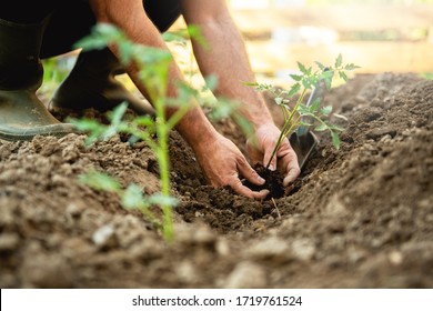 Farmer planting tomatoes seedling in organic garden	
