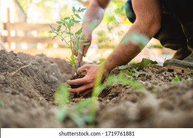 Farmer planting tomatoes seedling in organic garden	
 - Shutterstock ID 1719761881