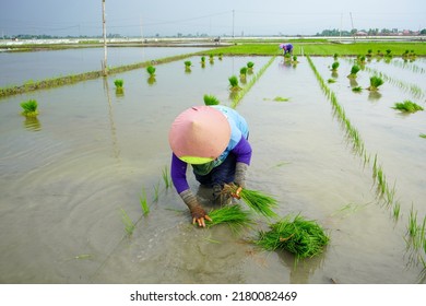 A Farmer Is Planting Young Rice Seeds By Walking Backwards In A Muddy And Fertile Paddy Field. Many Farmers Work Together In Groups. Planting Rice Backwards And Straight With The Planting Line.