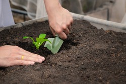 Farmer Planting Young Seedling Spinach Into Fertile Soil In Plant Nursery Farm.
