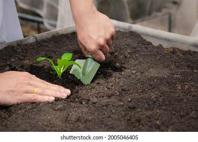 15,684 Spinach Farm Stock Photos, Images & Photography | Shutterstock