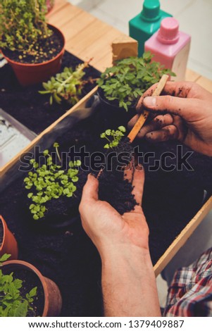 Similar – Image, Stock Photo Woman hands showing to girl young seedlings in pot