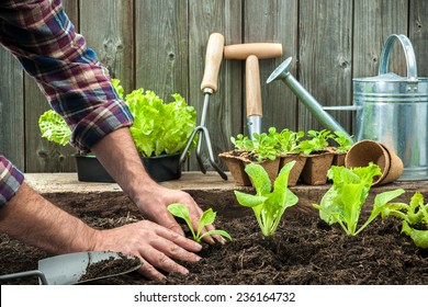Farmer planting young seedlings of lettuce salad in the vegetable garden