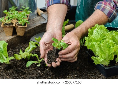 Farmer planting young seedlings of lettuce salad in the vegetable garden - Powered by Shutterstock