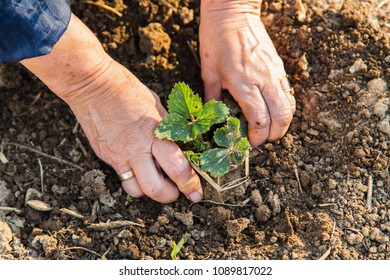 Farmer planting young strawberry in spring in garden