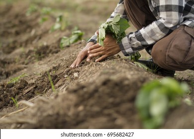 Farmer Planting Young Sweet Potato Tree To Farm Fields, Hand Close Up