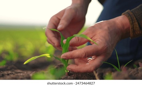 The farmer plants corn sprouts in his field. agriculture business farm concept. Hand plants corn sprout. farmers hand inspects and strokes green lifestyle corn sprout close-up examining seedlings - Powered by Shutterstock