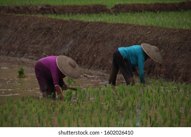 farmer plants rice in west java cauntryside