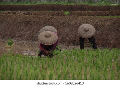 farmer plants rice in west java cauntryside