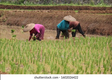 farmer plants rice in west java cauntryside