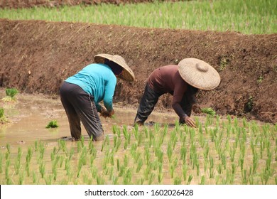 farmer plants rice in west java cauntryside