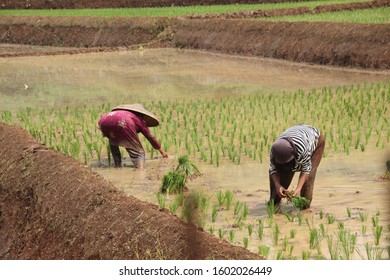 farmer plants rice in west java cauntryside