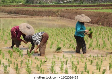farmer plants rice in west java cauntryside