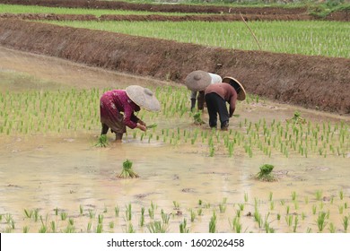 farmer plants rice in west java cauntryside