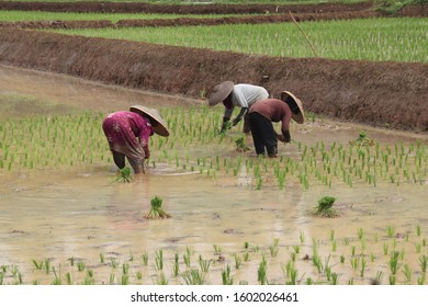 farmer plants rice in west java cauntryside