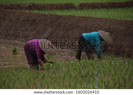 farmer plants rice in west java cauntryside