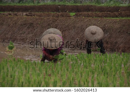 farmer plants rice in west java cauntryside