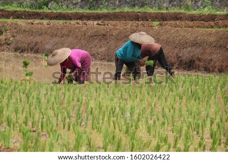 farmer plants rice in west java cauntryside
