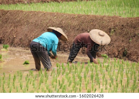 farmer plants rice in west java cauntryside