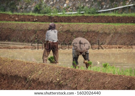 farmer plants rice in west java cauntryside