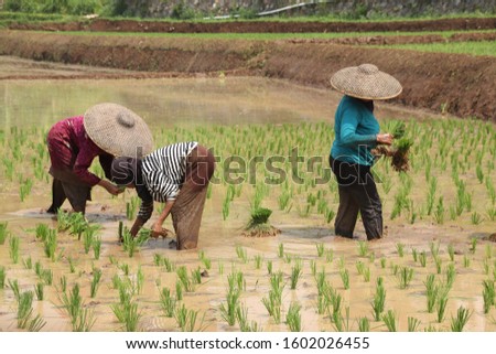 farmer plants rice in west java cauntryside