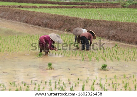 farmer plants rice in west java cauntryside