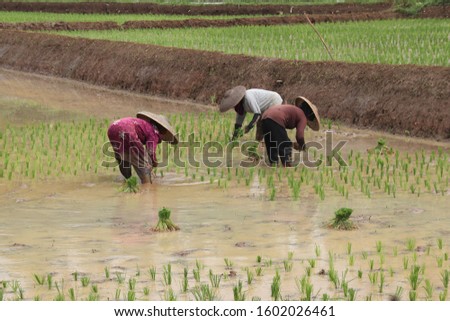 farmer plants rice in west java cauntryside