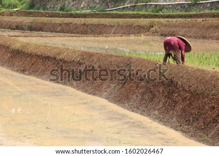 farmer plants rice in west java cauntryside