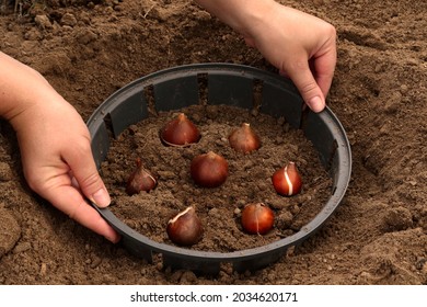 A Farmer Plants Tulip Bulbs. How To Plant Tulip Bulbs In The Open Ground In Autumn Or Spring. Top View Of The Plastic Container For Planting Tulips.