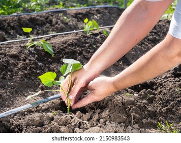 A farmer plants a young sweet potato seedling in open ground in a garden bed.