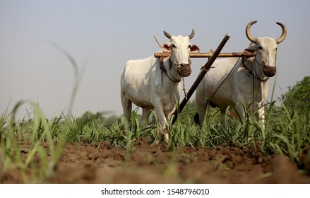 Farmer Ploughing Field Using Wooden Plough.