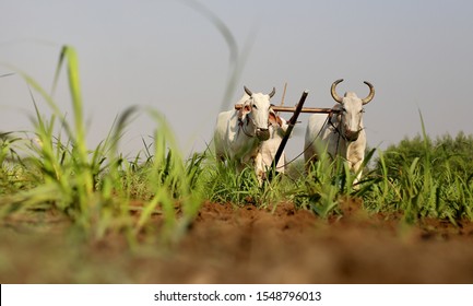 Farmer Ploughing Field Using Wooden Plough.