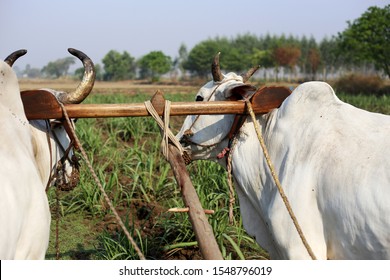 Farmer Ploughing Field Using Wooden Plough.