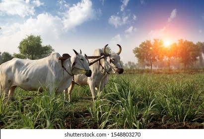 Farmer Ploughing Field Using Wooden Plough.