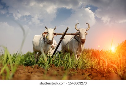 Farmer Ploughing Field Using Wooden Plough.