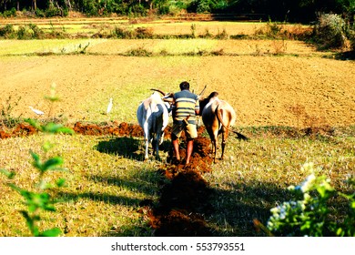 Farmer Plowing The Field In Goa, India. Agriculture Is A Most Popular Work For Indians People. Farmer Plows Field Using Zebu.