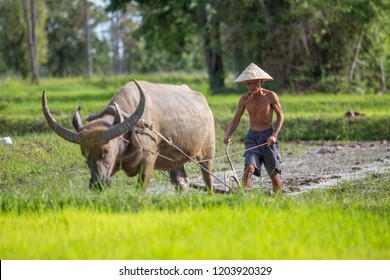 Farmer plowing with water buffalo
