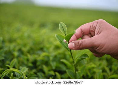 A farmer plucks the young green tea tree leaves with his left hand at an organic farm in the mountains. Camellia sinensis is a plant whose leaves and young shoots are used to make Chinese tea.