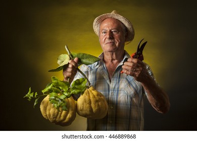 Farmer Portrait With Two Giant Cedars Fruit In A Hand And Scissors In The Other.  Black And Yellow Background