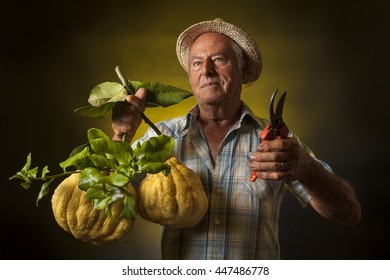 Farmer Portrait With Two Giant Cedars Fruit In A Hand And Scissors In The Other.  Black And Yellow Background