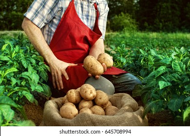 Farmer And Potato Harvest