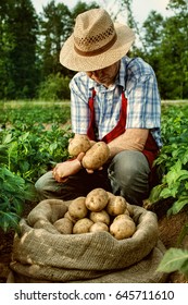 Farmer And Potato Harvest