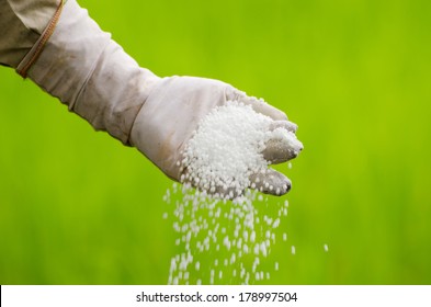 Farmer Pouring Chemical Fertilizer (urea) Over Green Background