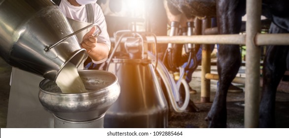 Farmer Pouring Raw Milk Into Container With Milking Machine Milking In Dairy Farm.