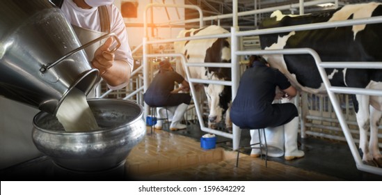 Farmer pouring raw milk into container and milking raw milk from cows in dairy farm on background
