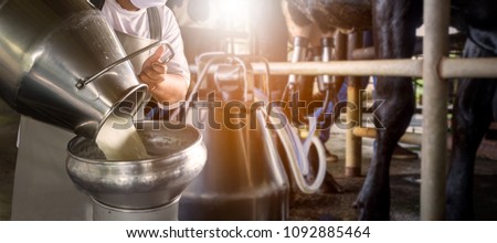 Farmer pouring raw milk into container with milking machine milking in dairy farm.