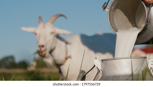 Farmer pours goat's milk into can, goat grazes in the background