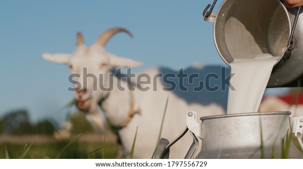 Farmer pours goat\'s milk into can, goat grazes\
in the background