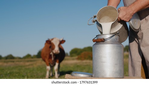 Farmer Pours Milk Into Can, In The Background Of A Meadow With A Cow