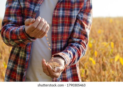 Farmer Pours Soybean Grains In His Hands On Field Background Evening Sunset Time